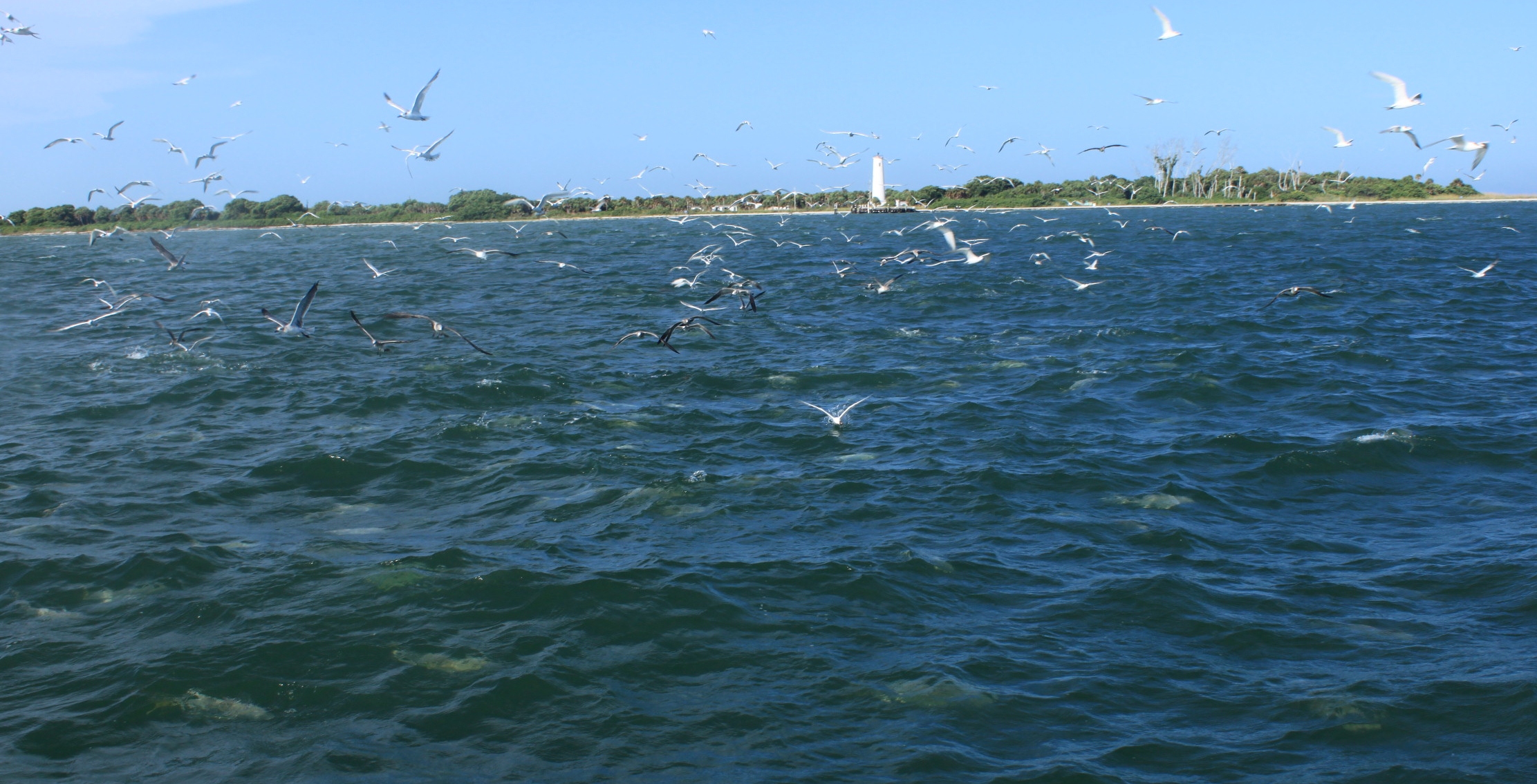 tampa bay clearwater st.pete fishing charter guide