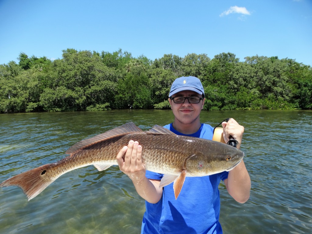 Redfish caught in St.petersburg florida with Capt.Jared on half day fishing charter trip